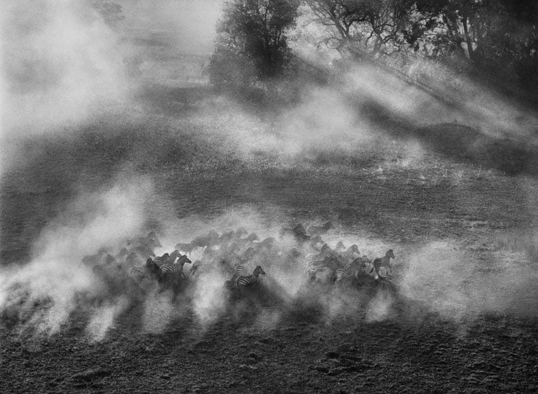 Okavango Delta, Botswana (Zebras Into The Brush), Africa. 2007