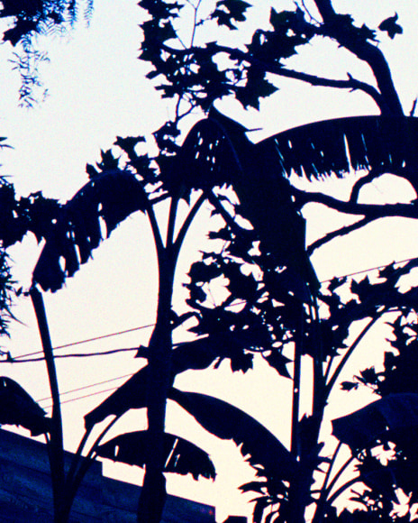 Matthew Porter, Blue Jungle, 2020
