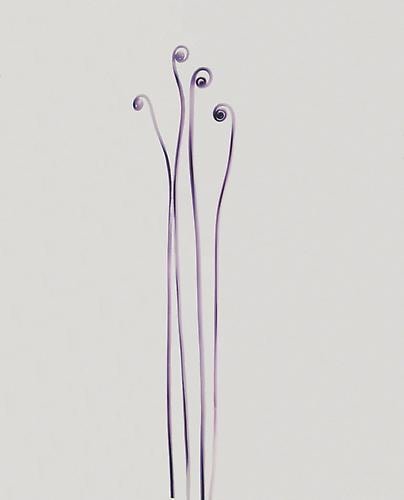 Adam Fuss. Fiddlehead Fern.