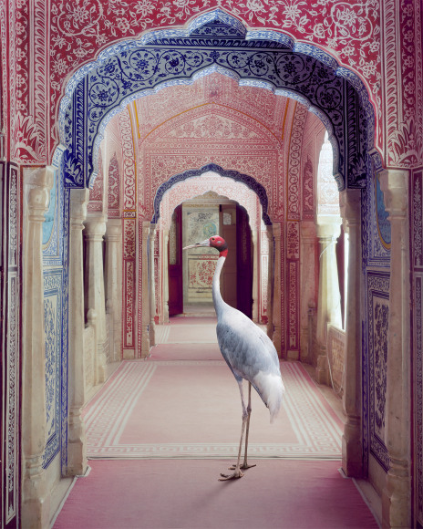 A Faithful Companion, Samode Palace, 2020, 30 x 23.5 inch pigment print - Edition of 5