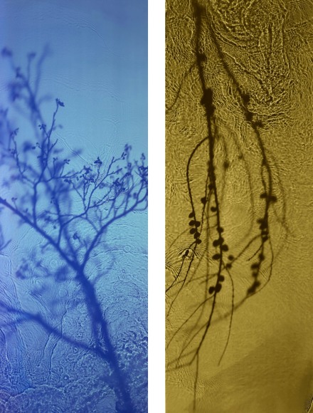 Susan Derges, Left: River Taw, Willow, 2020. Artist Proof 1 of 2 after a sold out edition of 2