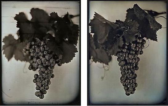 Chuck Close. Red Wine Grapes 1 &amp;amp; 2.  2007.  Two 30 x 23 inch pigment prints.