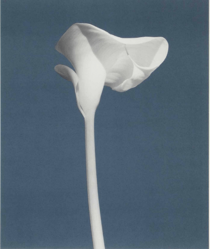  Robert Mapplethorpe