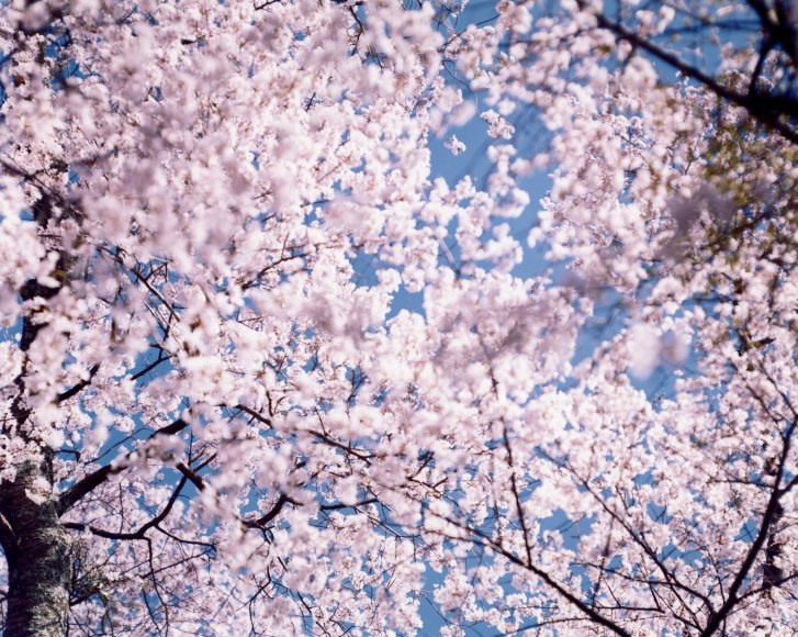 From the series "Sakura", <N-22>, 2002