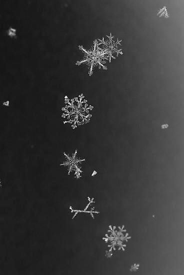  Yuji Obata, 	Homage to Wilson A. Bentley, #7, 2005-2006