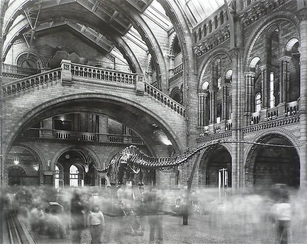 Matthew Pillsbury. Wyoming Diplodocus Natural History Museum, London 2007