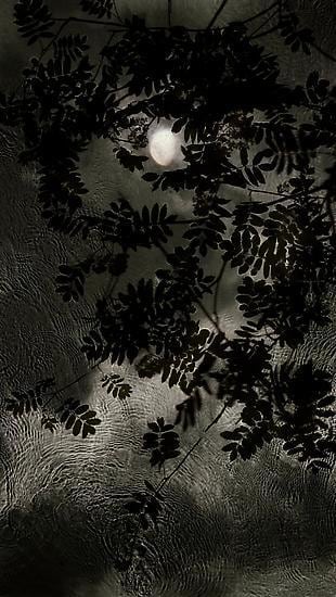 Waxing Moon Rowan, 2013, 	30" x 17"