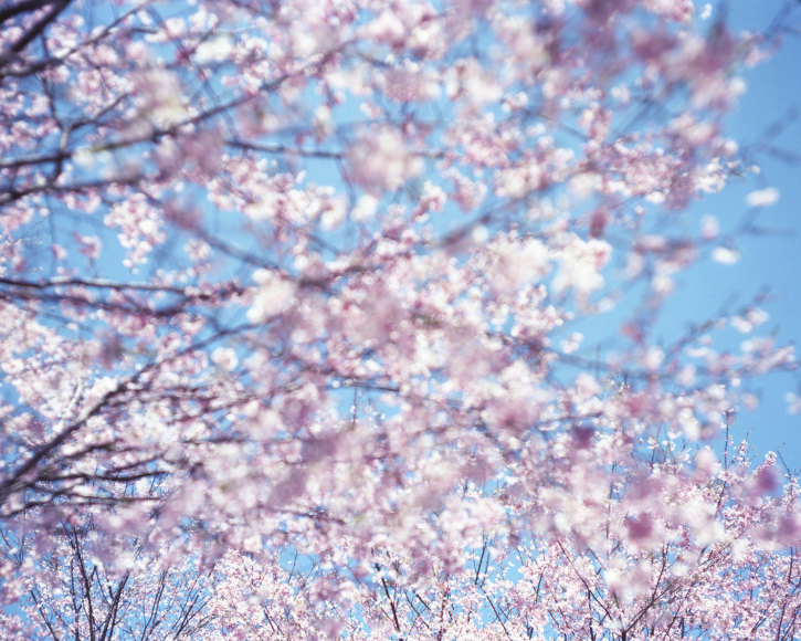 From the series "Sakura", <13,4-69>, 2013