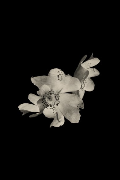 Kawa #14, 2019, 15.4&nbsp;x 11&nbsp;inches