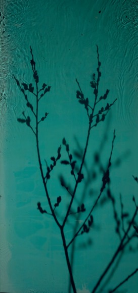 River Taw Willow 3, 2020, 51 x 24 inch fujicolor crystal archive print