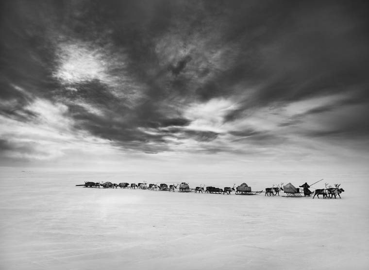 Nenet Nomads (Migration of Camp) South Yamal Region, Siberia, Russia. 2011