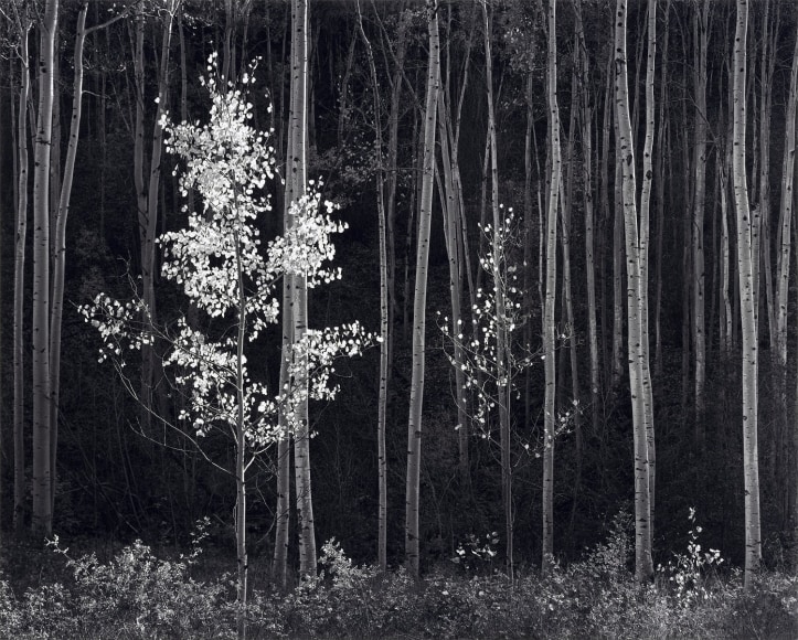Ansel Adams, Aspens (Horizontal), Northern New Mexico, 1958