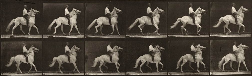 EADWEARD MUYBRIDGE Plate 589—Ambling (single foot); bareback; white horse Clinton, 1887