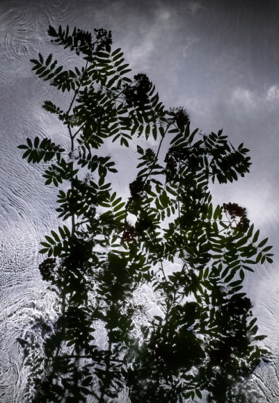 Rowan Cloud, 2012, 48 x 33.25 inch digital c-print