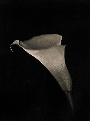 Chuck Close, 	Calla Lily, 2007