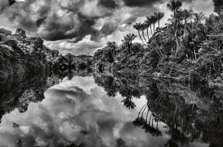 Landscape of An Igap&oacute;, A Type of Forest Frequently Flooded by River Water, With Jauari Palm Trees.&nbsp;