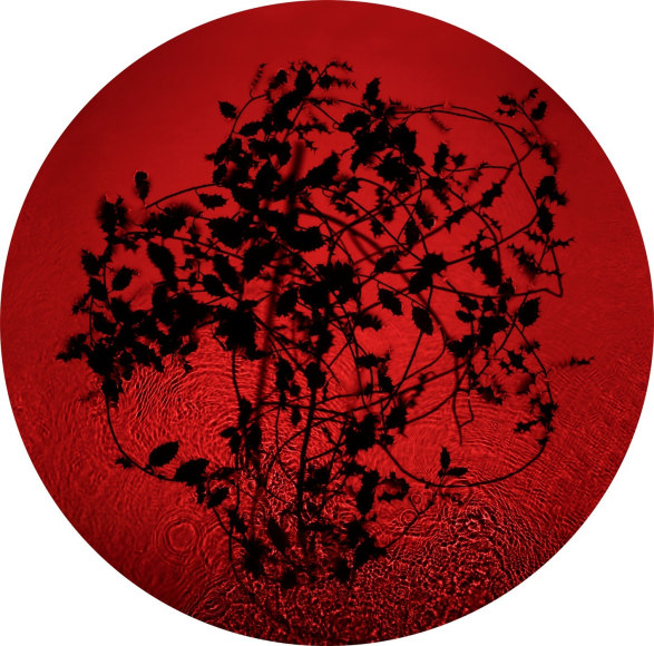 Susan Derges, Holly, 2013 