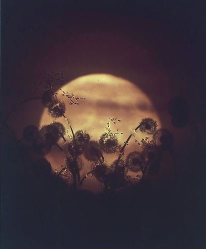 Susan Derges. Full Moon - Dandelion.  2004.  24" x 20"