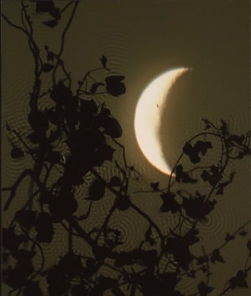 Crescent Moon, Ivy.  2002