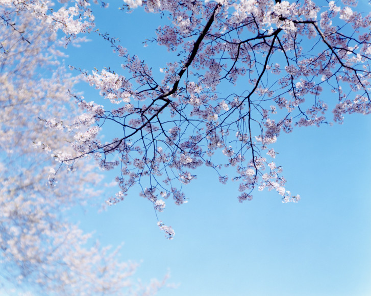 Risaku Suzuki, From the Series &quot;Sakura&quot;