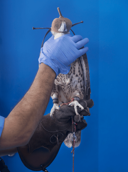  Farah Al Qasimi, 	Falcon Hospital (1), 2016