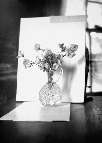 Sweet Peas, 1907, 15 x 12 inch gelatin silver print from the original negative