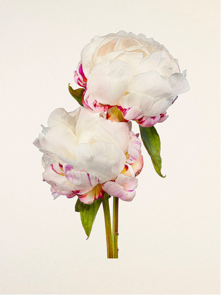 Kenji Toma, Peony (Festiva Maxima), 2015
