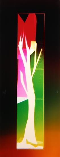 Tree, 2016, 	Analog Chromogenic Photo, Unique