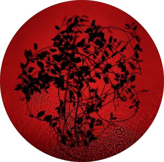 Holly, 2013, 	24 x 24 inch digital c-print-Edition of 9