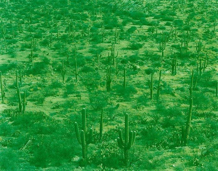Saguaro Feild, Tucson, Arizona, 2013, 	29 x 39 inch c-print