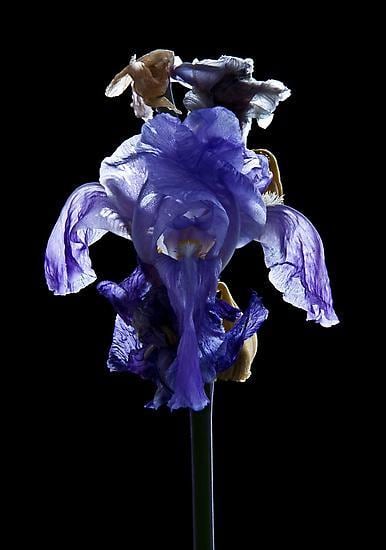 Hortus Nocturnum: 2010 - 2014