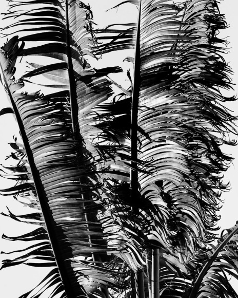 Matthew Porter, Shredded Fronds, 2020