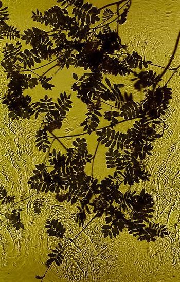 Rowan Brook, 2012, 	30" x 19" 