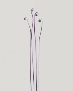 Adam Fuss. Fiddlehead Fern. 1995.