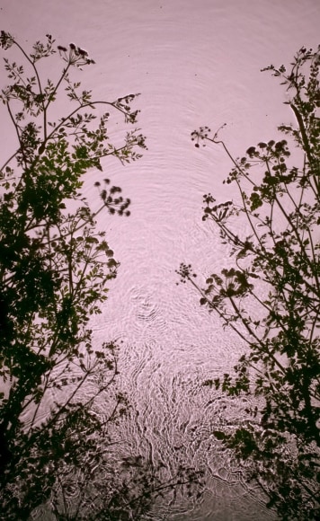 Hemlock, 2013, 30 x 19 inch digital c-print