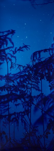 Star Field Bracken, 2003, 66 x 24 inch Unique Cibachrome