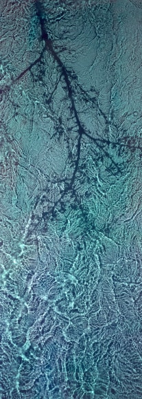 River Taw Blackthorn, 2019, 67 x 24 inch fujicolor crystal archive print