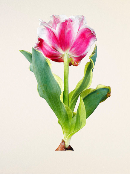 Kenji Toma, Tulip (Toplips Double), 2016