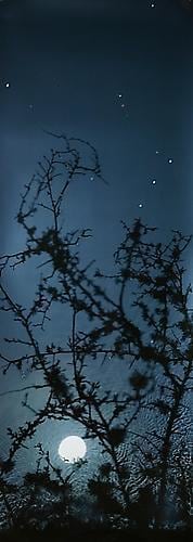  Susan Derges, 	Full Moon Blackthorn, 2003