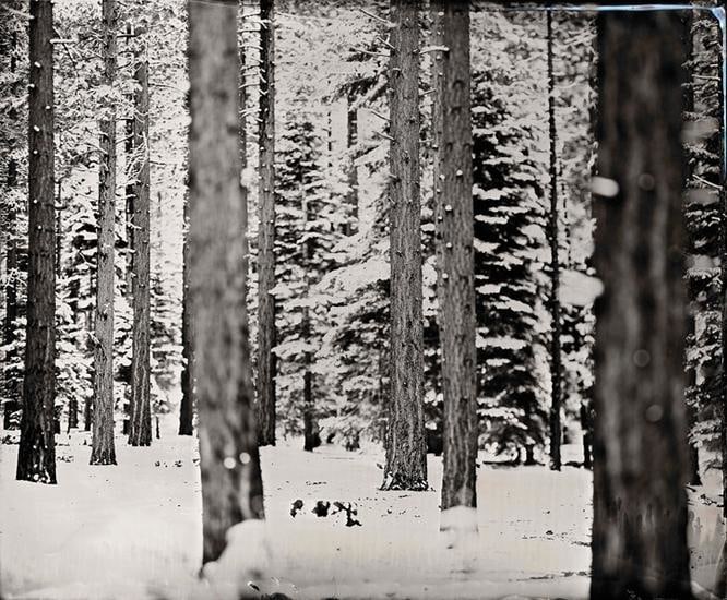 Ian Ruhter, Snow Trees, 2011