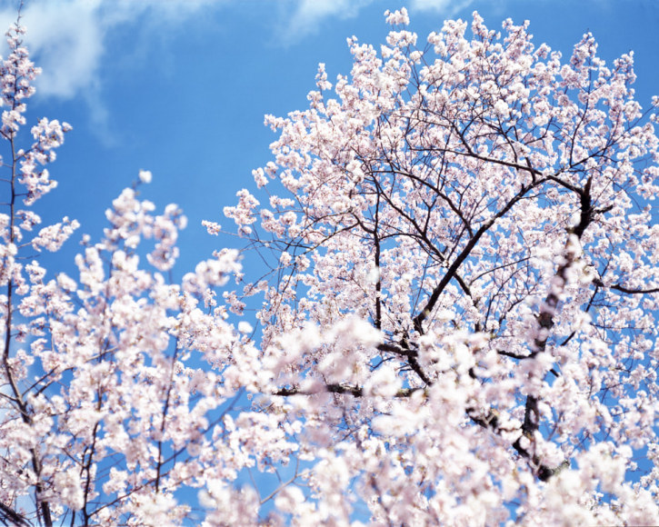 From the series "Sakura", <N-17>, 2002