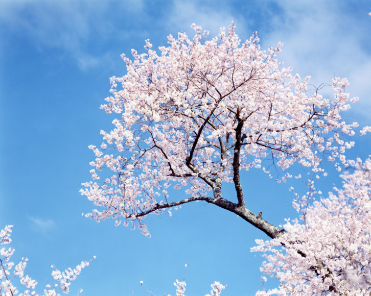 From the series "Sakura", <N-2>, 2002