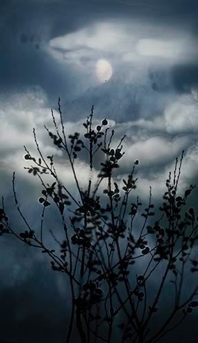 Gibbous Moon Willow. 2012, 	Digital C-Type Print. 24 x 13.5"