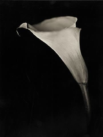 Chuck Close, Calla Lily, 2007, 27.5 x 33 in.