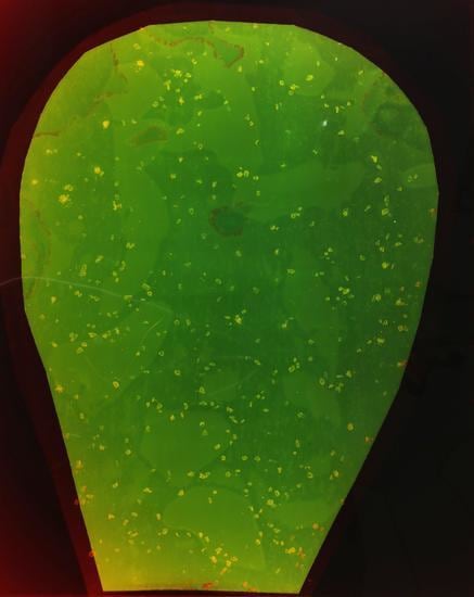Magic Cactus, 2016, 	Analog Chromogenic Photo, Unique