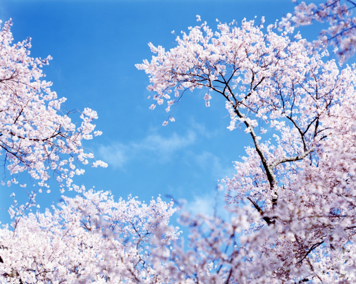 From the series Sakura, N-4, 2002