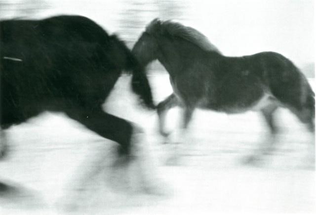 Horses  #4, 2005-2006