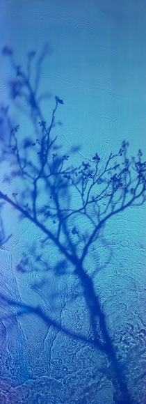 River Taw Willow, 2019 , 67 x 24 inch fujicolor crystal archive print
