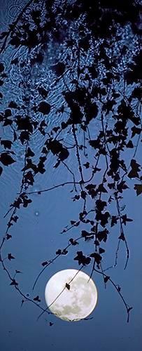 Full Moon Ivy. 2012, 	Digital C-Type Print. 24 x 9.5"