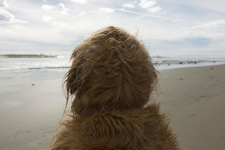 Wet Dog, 2014, 	27 x 40 inch pigment print